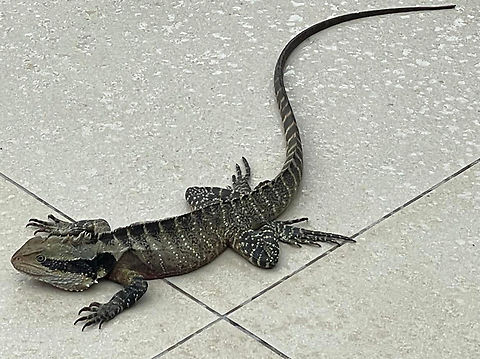 Eastern water dragon Our largest dragon lizard, which can be found living along healthy waterways and occasionally paths will cross with humans such as here in a waterside restaurant. 

This is Intellagama lesueurii ssp. lesueurii.

Around 90 cm length Agamidae,Australia,Australian water dragon,Eastern water dragon,Geotagged,Intellagama lesueurii,Intellagama lesueurii lesueurii,Reptile,Spring,Squamata,fauna,new south wales,vertebrate