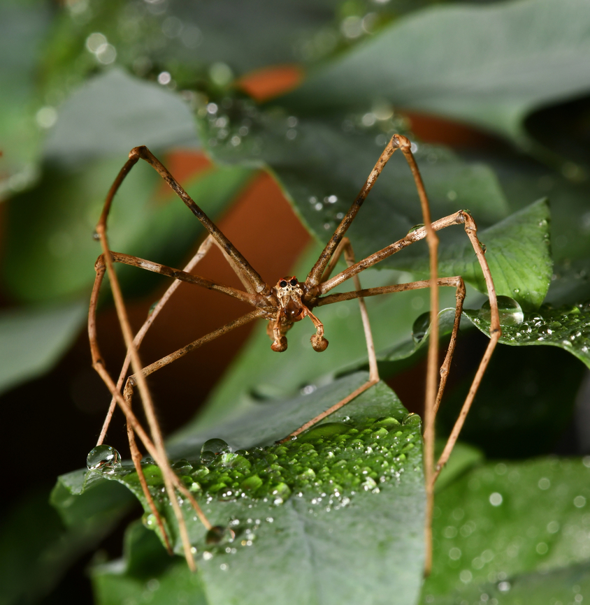 Ogre spider drinking a water droplet I had to share another image of the ogre spider currently spending time in my house porch.<br />
<br />
This past week, I've enjoyed the company of a male ogre spider that has been spending time on one of my ferns in the house porch.<br />
<br />
I sit there completely entranced watching him. <br />
<br />
One morning, I gave a fine mist of water close to where he was resting....he made his way over and I saw him gently take a droplet between his fangs to drink. I've never seen this before in an ogre spider, only orb weavers. <br />
<br />
When I first put this image up on the computer, it made me smile to see that by chance, my flash had made a heart shape on the water droplet. My whimsical thought was, 'it's a thank you'. (Enlarge image to see the love heart best). <br />
<br />
Also commonly known as net-casting spiders. <br />
<br />
Male Asianopis subrufa, body length 20 mm.<br />
Araneae,Asianopis subrufa,Australia,Deinopidae,Fall,Geotagged,Ogre spider,Rufous Net-casting Spider,arachnid,arthropod,autumn,fauna,invertebrate,macro,net-caster spider,new south wales