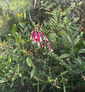 Fuchsia Heath The natural range of our pretty Epacris longiflora extends from coastal New South Wales north of Berry up to southern Queensland. Seen within Malabar Headland National Park.

It grows in coastal heath and likes a well-drained but moist, sandy soil and is particularly common along seepage lines on sandstone.

An erect, spreading shrub to 2 m high. The leaves are about 2 cm long and 7 mm wide, with a sharp narrowing point; mid to dark green in colour.

Flowers extend down branches, produced within the leaves, to around 3 cm long, red/pink with white tips. Dynamic in colour against the foliage. 

 Australia,Botany,Epacris longiflora,Ericaceae,Ericales,Fall,Flora,Fuchsia Heath,Fuchsia heath,Geotagged,New South Wales,autumn,pink flowers