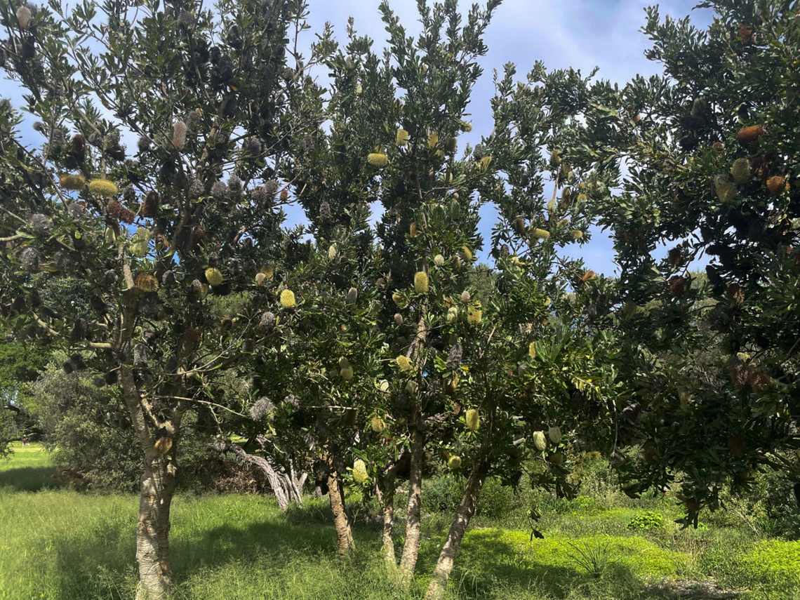 Wallum banksia Seen within Malabar Headland National Park.<br />
A gnarled shrub/small tree with serrated foliage and large attractive green-yellow flower heads. Banksia aemula was one of the first banksias to be taken back to England.<br />
<br />
 Banksia aemula,Botany,Fall,Flora,Geotagged,Proteaceae,Proteales,Wallum Banksia,Wallum banksia,autumn,new south wales
