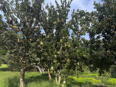 Wallum banksia Seen within Malabar Headland National Park.
A gnarled shrub/small tree with serrated foliage and large attractive green-yellow flower heads. Banksia aemula was one of the first banksias to be taken back to England.

 Banksia aemula,Botany,Fall,Flora,Geotagged,Proteaceae,Proteales,Wallum Banksia,Wallum banksia,autumn,new south wales