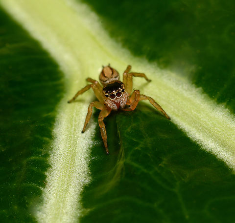Maratus scutulatus jumping spider Female around 7 mm body length Araneae,Australia,Fall,Geotagged,Maratus scutulatus,Salticidae,arachnid,arthropod,autumn,fauna,invertebrate,new south wales,white garland jumping spider