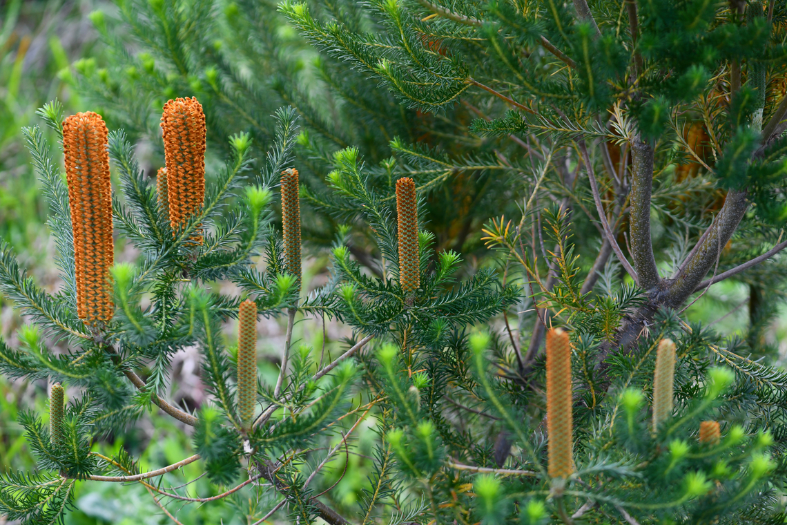 Banksia ericifolia maturing inflorescences A bushy shrub/small tree capable of reaching 6 m in height in the wild with a spread up to 4 m. It is found naturally on sand deposits and sandstone in dry sclerophyll woodlands and gully forests as well as coastal heaths and shrublands.<br />
<br />
These flower spikes grow to 20 cm long, but can be up to 40 cm and up to 10 cm wide. <br />
<br />
<br />
 Australia,Banksia ericifolia,Botany,Fall,Flora,Geotagged,Heath-leaved Banksia,Proteaceae,Proteales,autumn,new south wales