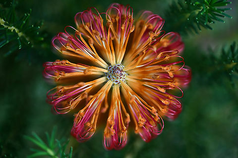 Heath-leaved Banksia