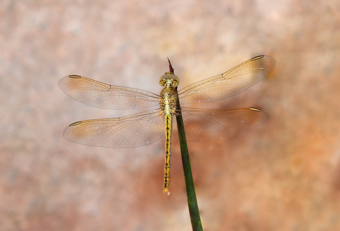 A moment of elegant rest Here is a pretty little female scarlet percher, resting awhile. Only for a second though, they are wary and fly off when approaching too close.<br />
 <br />
Wingspan 60 mm<br />
<br />
 Australia,Diplacodes haematodes,Geotagged,Libellulidae,Odonata,Scarlet Percher,Summer,arthropod,fauna,insect,invertebrate,macro,new south wales,scarlet percher