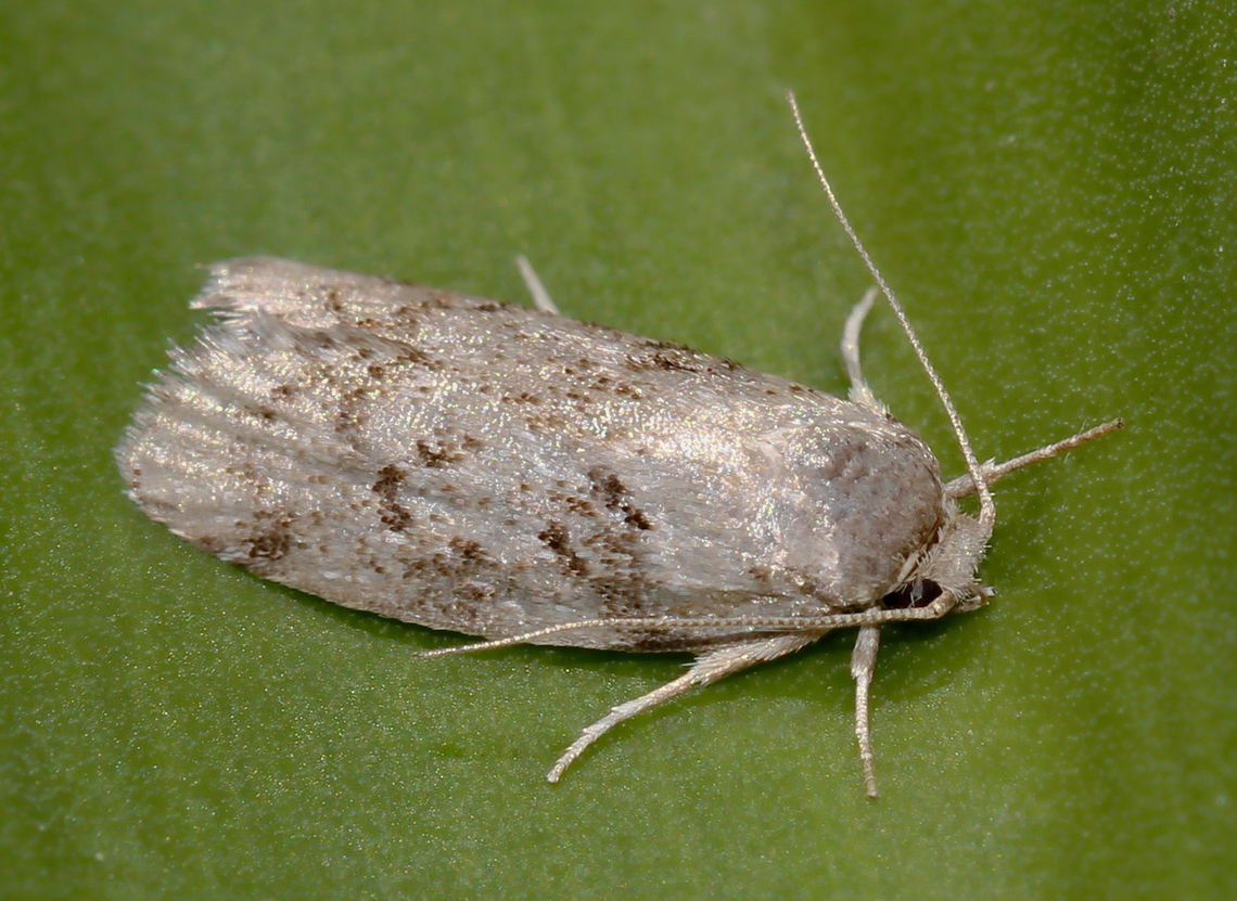 Philobota sp. concealer moth Moths within genus Philobota are found predominantly here in Australia.  Australia,Geotagged,Lepidoptera,Oecophoridae,Philobota,Spring,arthropod,concealer moth,fauna,insect,invertebrate,macro,new south wales