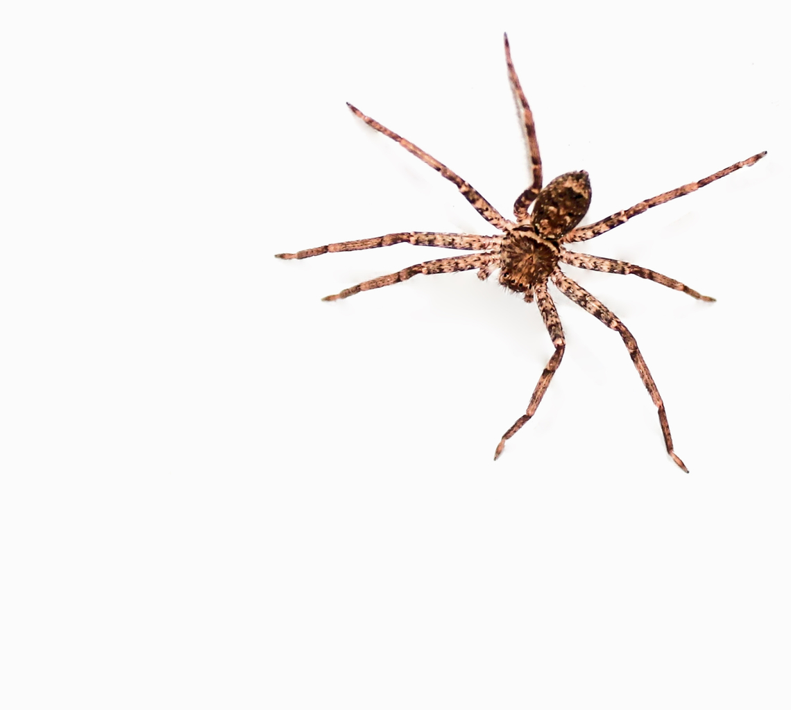 Heteropoda sp. juvenile huntsman. Tiny size. Seen one springtime.  Araneae,Australia,Geotagged,Heteropoda,Sparassidae,arachnid,fauna,invertebrate,macro,new south wales,spring