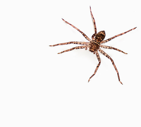 Heteropoda sp. juvenile huntsman. Tiny size. Seen one springtime.  Araneae,Australia,Geotagged,Heteropoda,Sparassidae,arachnid,fauna,invertebrate,macro,new south wales,spring
