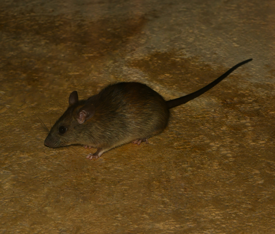 Roof rat Thought to have been introduced to Sydney here in New South Wales with the First Fleet in 1788 and then spreading throughout much of coastal Australia. Most commonly seen in urban environments, (but also in undisturbed areas around the coast). <br />
<br />
Also commonly known as black rat and despite this name they are usually brown or grey. <br />
<br />
Living in urban areas, preferring to live in roofs, cavities of walls, trees, around farms.<br />
<br />
Around 15 cm body length, not including tail.  Australia,Black rat,Fauna,Geotagged,Muridae,Rattus rattus,Rodentia,Winter,black rat,house rat,mammal,new south wales,roof rat,ship rat,vertebrate