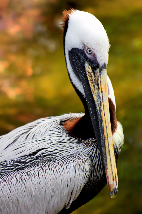 Brown pelican beauty One of three species of pelican found in the Americas and one of two that feed by diving into water. It was lovely to see these in number within the San Francisco Bay area.<br />
<br />
 1 to 1.5 m in length. The bill can measure up to 350 mm. Aves,Brown pelican,North America,Pelecanidae,Pelecaniformes,Pelecanus occidentalis,San Francisco,Summer,United States,brown pelican,fauna,vertebrate