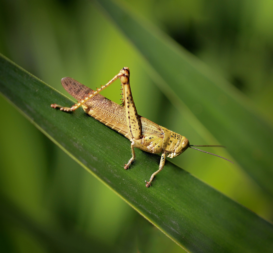 Australian giant Valanga grasshopper From what I&#039;m reading, Valanga irregularis is the largest species of grasshopper in the world. Identification here is confirmed by the rear tibia being the same colour as the rest of the leg and the tibial spines being orange to red with black tips.<br />
<br />
These grasshoppers can be found in the northern regions of our country, in the States of Western Australia, Northern Territory, Queensland and extending down the east coast in to the mid to northern areas of New South Wales. <br />
<br />
This one was around 80 mm in length.  Acrididae,Australia,Geotagged,Giant Grasshopper,Orthoptera,Valanga irregularis,arthropod,fauna,giant Valanga grasshopper,giant valanga,hedge grasshopper,insect,invertebrate,macro,new south wales,spring