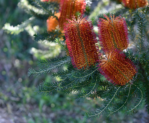 Banksia ericifolia All 173 species of Banksia bar one, are uniquely Australian. The genus is a member of the Proteaceae family and was first collected at Sydney in 1770 by Joseph Banks and Daniel Solander. Fossils found have shown that these incredible plants have been on earth for 59 million years.

Inflorescences on B. ericifolia can grow to 30cm in length. This species is endemic to this area here on the east coast and loved by our honeyeater birds.

This may look like a delicate beauty - but it is in fact rather like touching a wire brush. These plants, (even their inflorescences), are tough as old boots. Australia,Banksia ericifolia,Botany,Flora,Geotagged,Heath-leaved Banksia,Proteaceae,Proteales,Winter,new south wales