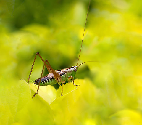 The blackish meadow katydid Adult male. Specifically Conocephalus semivittatus ssp. semivittatus.

Slender and small subject, around 15 mm body length.  Australia,Autumn,Blackish meadow katydid,Conocephalus semivittatus,Fall,Geotagged,Orthoptera,Tettigoniidae,arthropod,conehead katydid,fauna,insect,invertebrate,katydid,macro,new south wales