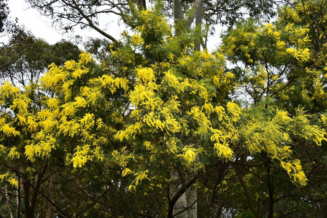 Acacia decurrens Acacia is synonymous with spring here in Australia, but look at this glorious show on the winter flowering wattle Acacia decurrens which I saw within the forest opposite my place yesterday.<br />
<br />
There are around 1,300 Acacia species, of which an impressive 1,000 are here in this country, with varying flowering times throughout the year. Acacia decurrens,Australia,Black wattle,Botany,Fabaceae,Fabales,Flora,Geotagged,Winter,black wattle,new south wales,yellow flowers