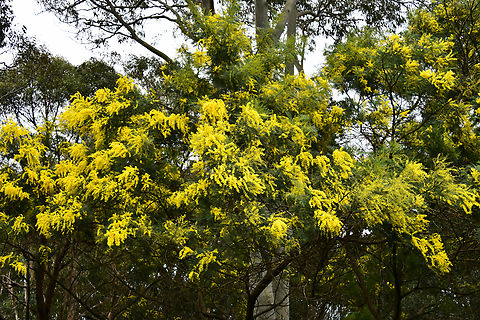 Black wattle