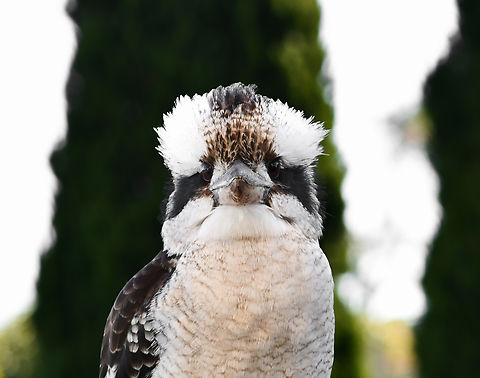 Kookaburra companion Just as the robin-redbreasts would follow my father around his gardens in England as he was digging, excitedly waiting for any juicy worms or insects brought to the surface - so too now am I joined by such lovely avian company while I'm working here in my gardens in Australia, in the form of kookaburras. 

This particular kookaburra has been flying in this past week. It is small, so perhaps still a juvenile. 

What a humbling joy to be deemed trustworthy enough by a wild creature, spending just a small moment with them. 
 
Kookaburras are the world's largest kingfisher (family Alcedinidae), these being purely terrestrial.

Just as the robins did with my father, here is my visitor perched atop my spade handle, watching, watching, ever alert.
 Alcedinidae,Australia,Coraciiformes,Dacelo novaeguineae,Geotagged,Laughing Kookaburra,Winter,aves,fauna,new south wales,terrestrial kingfisher,vertebrate