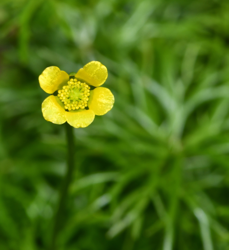 Australian river buttercup Ranunculus inundatus is an aquatic/semi-aquatic perennial found here in eastern New South Wales.<br />
<br />
These tiny flowers are just 10 mm in diameter. They have 5 to 7 shiny yellow petals, held above the foliage on stalks around 30 mm in height. Foliage is green, divided into numerous lobes. Australia,Australian river buttercup,Flora,Geotagged,Ranunculaceae,Ranunculales,Ranunculus inundatus,Winter,botany,crowfoot family,macro,new south wales,yellow flower