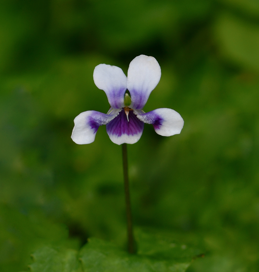 Australian native violet Native to the east coast here in Australia, from south Queensland down to south New South Wales. <br />
A spreading ground cover which prefers shady, moist areas producing these charming, tiny white flowers with purple markings.<br />
<br />
Flower diameter 15 - 20 mm.<br />
<br />
 Australia,Australian native violet,Flora,Geotagged,Malpighiales,Viola banksii,Violaceae,Winter,botany,macro,new south wales