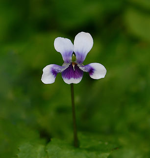 Australian native violet Native to the east coast here in Australia, from south Queensland down to south New South Wales. 
A spreading ground cover which prefers shady, moist areas producing these charming, tiny white flowers with purple markings.

Flower diameter 15 - 20 mm.

 Australia,Australian native violet,Flora,Geotagged,Malpighiales,Viola banksii,Violaceae,Winter,botany,macro,new south wales