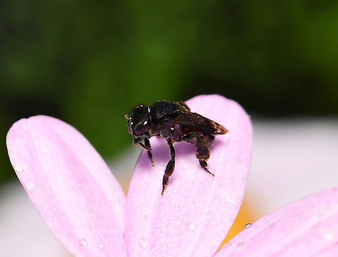 Australian stingless micro bee cleaning At just 4 mm length and with their black colouration, these tiny bees are so small, they look like flies when visiting a plant. Here we see one of our native, charcoal stingless micro bees in the middle of a cleaning session.

We have eleven species of small black stingless bees here in Australia.

Our native bees hold important roles in conserving biodiversity and ecosystem health. Apidae,Australia,Charcoal Stingless Bee,Geotagged,Hymenoptera,Summer,Tetragonula carbonaria,arthropod,charcoal stingless bee,fauna,insect,invertebrate,macro,micro bee,new south wales,stingless bee,sugarbag bee