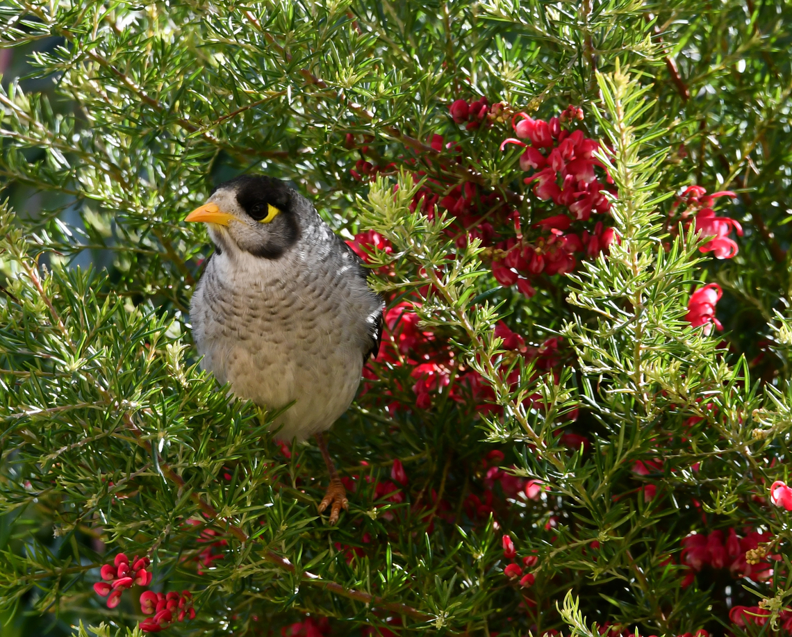 Honeyeater sheltering from the high winds These noisy miners are bold little birds. The name is well suited as the common calls are uttered repeatedly by the members of the colony. This one was seen on its own, sheltering in the dense foliage of Grevillea rosmarinifolia. It remained there for a good 10 minutes. <br />
<br />
Noisy miners range from northern Queensland along the eastern coast down to South Australia and Tasmania.<br />
<br />
25 cm length<br />
<br />
Australia,Aves,Geotagged,Manorina melanocephala,Meliphagidae,Noisy miner,Passeriformes,Winter,fauna,new south wales,vertebrate