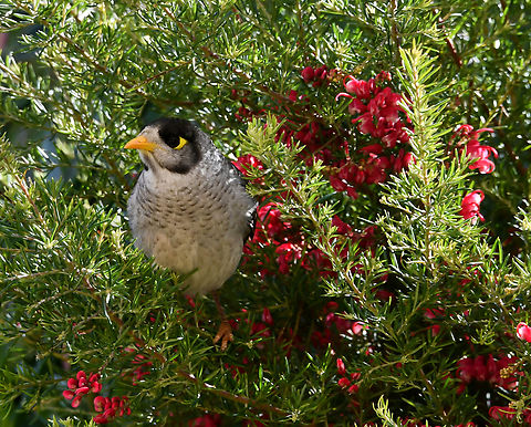 Honeyeater sheltering from the high winds These noisy miners are bold little birds. The name is well suited as the common calls are uttered repeatedly by the members of the colony. This one was seen on its own, sheltering in the dense foliage of Grevillea rosmarinifolia. It remained there for a good 10 minutes. 

Noisy miners range from northern Queensland along the eastern coast down to South Australia and Tasmania.

25 cm length

 Australia,Aves,Geotagged,Manorina melanocephala,Meliphagidae,Noisy miner,Passeriformes,Winter,fauna,new south wales,vertebrate