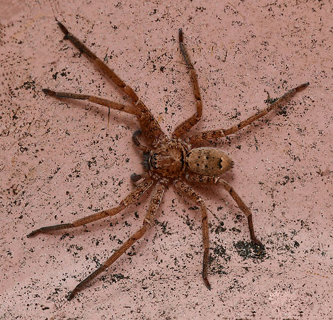 Huntsman signals spring First season huntsman for me, a male Heteropoda sp. Spiders within genus Heteropoda are known commonly as giant huntsman for their impressive fully grown size, even compared to other huntsman species. Australia,Geotagged,Heteropoda,Huntsman Spider,Sparassidae,Winter,arachnid,araneae,invertebrate,new south wales
