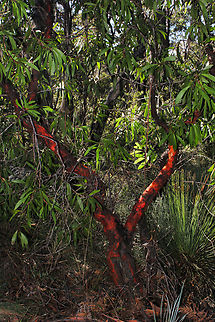 Broad-leaved geebung Native and endemic to the east coast here in New South wales and Victoria, Australia, broad-leaved geebung is a sight to behold when walking in the bush thanks to its unique and eye-catching bark. 

Growing to a tall shrub to small tree up to 5 m. The bark is flaky on the surface, grey in colour, while deeper layers are red-orange. Within the bark are epicormic buds, which sprout new growth after bushfire. 

 Australia,Blue mountains,Broad-leaved geebung,Flora,Geotagged,New South Wales,Persoonia levis,Proteaceae,Proteales,broad-leaved geebung,winter