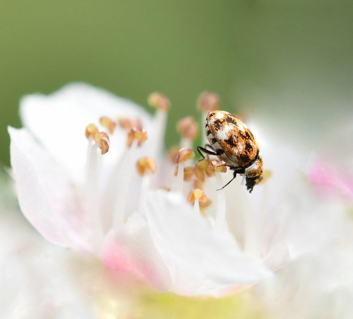Varied Dermestid beetle So tiny at just 2 to 3 mm in length. But how pretty, with the variegated scales. <br />
<br />
Most Dermestids (beetles within family Dermestidae) are scavengers that feed on dry animal or plant material, such as skin or pollen, animal hair, feathers, dead insects and natural fibres.<br />
<br />
This was just one of many that I saw on native Leptospermum polygalifolium flowers.  Anthrenus verbasci,Australia,Coleoptera,Dermestid beetle,Dermestidae,Geotagged,Macro,Spring,Varied carpet beetle,arthropod,insect,invertebrate,new south wales