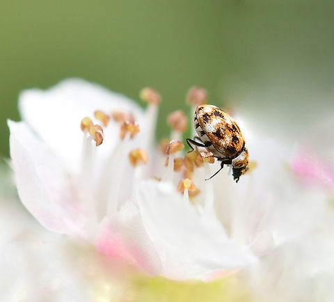 Varied Dermestid beetle So tiny at just 2 to 3 mm in length. But how pretty, with the variegated scales. 

Most Dermestids (beetles within family Dermestidae) are scavengers that feed on dry animal or plant material, such as skin or pollen, animal hair, feathers, dead insects and natural fibres.

This was just one of many that I saw on native Leptospermum polygalifolium flowers.  Anthrenus verbasci,Australia,Coleoptera,Dermestid beetle,Dermestidae,Geotagged,Macro,Spring,Varied carpet beetle,arthropod,insect,invertebrate,new south wales