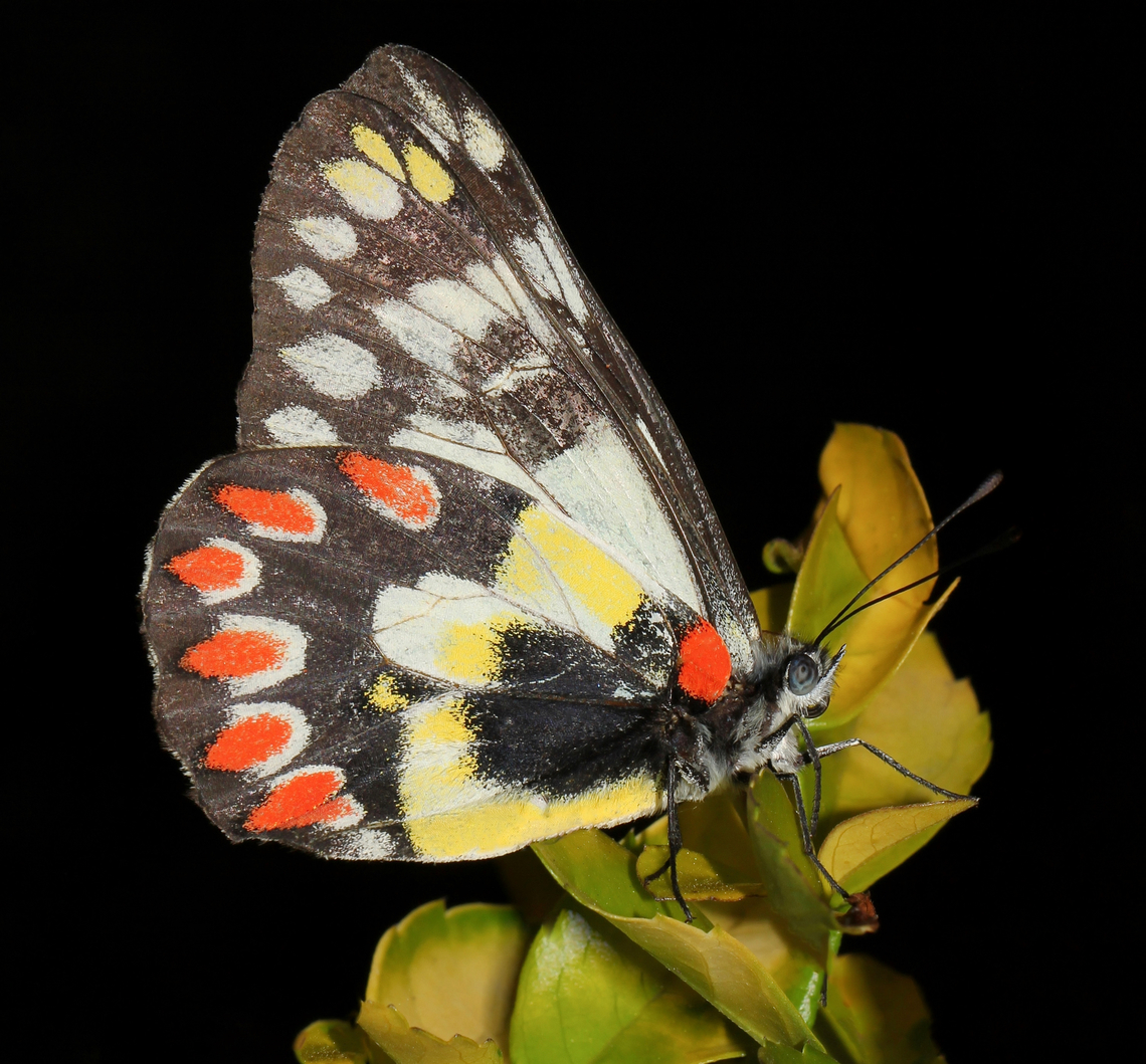 Dynamic red-spotted Jezebel Endemic to this country, the red-spotted Jezebel (also commonly called wood white) is an enchanting sight to behold. <br />
<br />
The upper surface of the wing area is white-silver-grey, with black margins and a row of white spots. In both sexes, the under surface of the hindwings is most colourful, showing large yellow patches and subterminal bands of red spots.<br />
<br />
Wingspan around 4 cm. <br />
<br />
 Australia,Delias aganippe,Geotagged,Lepidoptera,Pieridae,Red-spotted Jezebel,Spring,arthropod,fauna,insect,invertebrate,macro,new south wales,wood white
