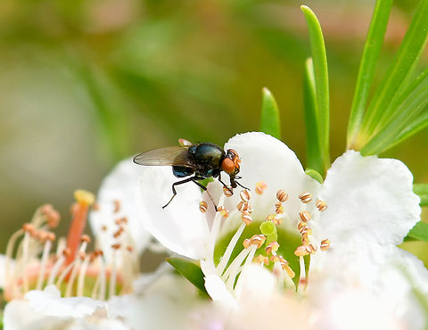 Melanina major Lauxaniid fly There were many of these flies on the native Leptospermum polygalifolium.

Tiny, no more than 5 mm in length.  Acalyptratae,Australia,Diptera,Geotagged,Lauxaniidae,Melanina major,Schizophora,arthropod,fauna,insect,invertebrate,macro,new south wales,spring