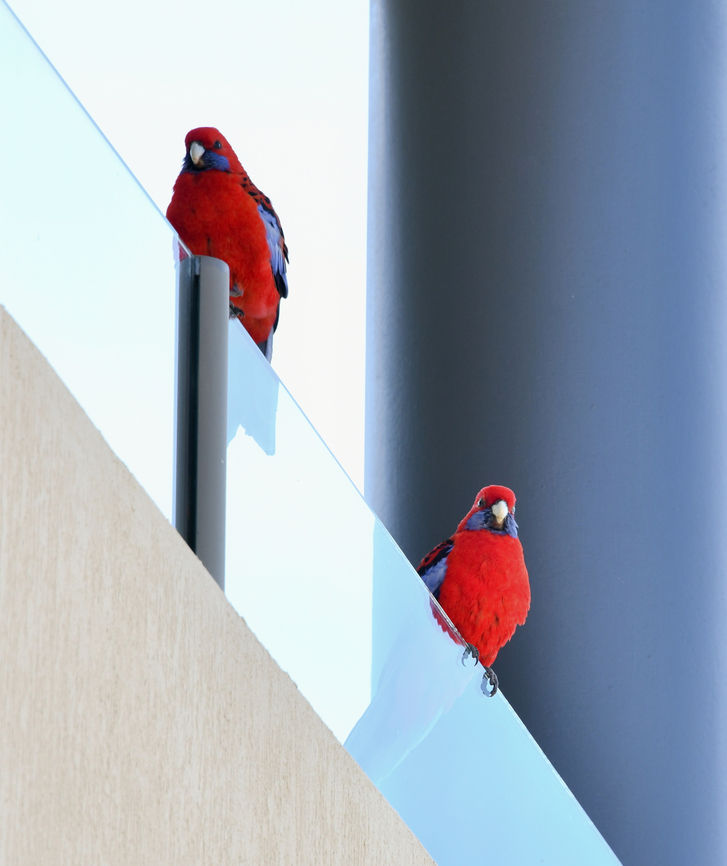 Crimson rosella urban abstract Almost every day this past couple of months, this pair visit my gardens delighting with song and colour and I get to observe their behaviours such as feeding. They have taken to using my neighbour's balcony as a favoured perch before flying down again. <br />
<br />
Around 25 cm length including tail Australia,Aves,Crimson Rosella,Crimson rosella,Geotagged,Platycercus elegans,Psittaciformes,Psittaculidae,new south wales,spring,vertebrate