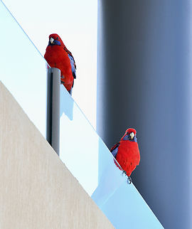 Crimson rosella urban abstract Almost every day this past couple of months, this pair visit my gardens delighting with song and colour and I get to observe their behaviours such as feeding. They have taken to using my neighbour's balcony as a favoured perch before flying down again. 

Around 25 cm length including tail Australia,Aves,Crimson Rosella,Crimson rosella,Geotagged,Platycercus elegans,Psittaciformes,Psittaculidae,new south wales,spring,vertebrate