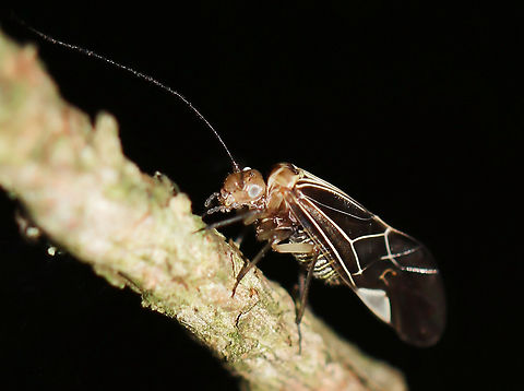Cerastipsocus venosus Barklice are beneficial insects acting as decomposers and recyclers - their diet includes fungi, algae, dead bark and other organic materials on tree trunks and large limbs.

Around 6 mm length Cerastipsocus venosus,Geotagged,Macro,Psocidae,Psocodea,Summer,Tree Cattle,United States,arthropod,barklice,fauna,insect,invertebrate,pennsylvania,tree cattle