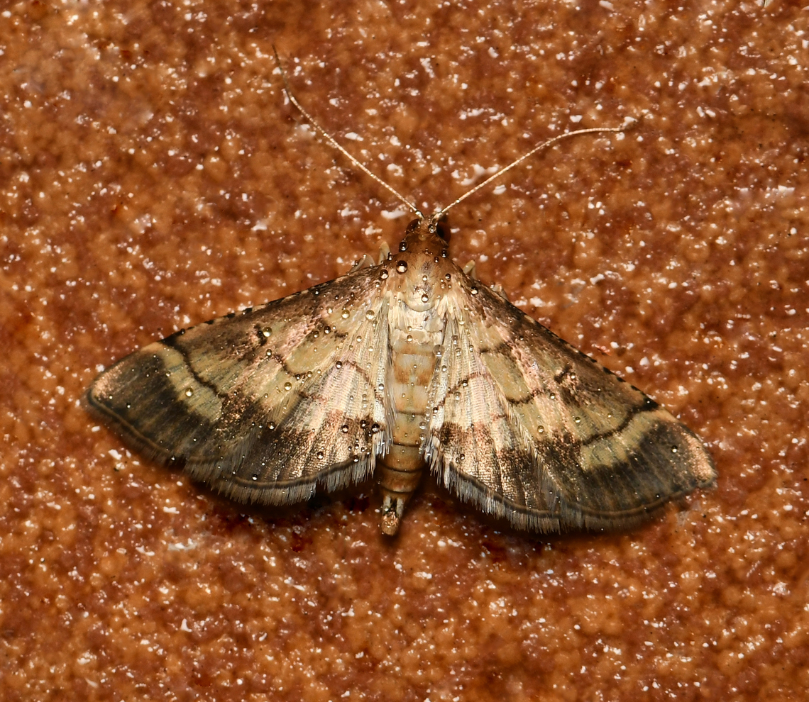 Lesser rice-leafroller moth Wingspan 20 mm.  Australia,Autumn,Cnaphalocrocis poeyalis,Crambidae,Fall,Geotagged,Lepidoptera,Lesser Rice-Leafroller,Lesser rice-leafroller,arthropod,fauna,insect,invertebrate,macro,new south wales