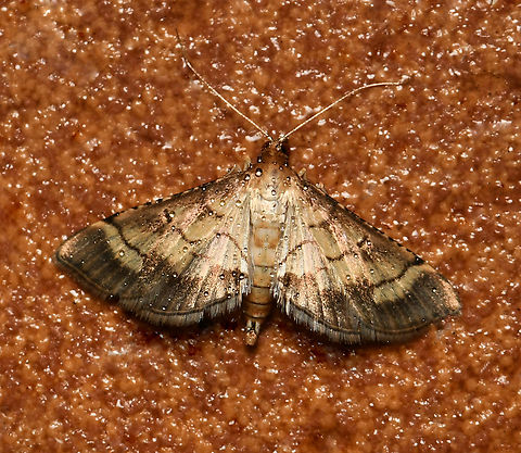 Lesser rice-leafroller moth Wingspan 20 mm.  Australia,Autumn,Cnaphalocrocis poeyalis,Crambidae,Fall,Geotagged,Lepidoptera,Lesser Rice-Leafroller,Lesser rice-leafroller,arthropod,fauna,insect,invertebrate,macro,new south wales
