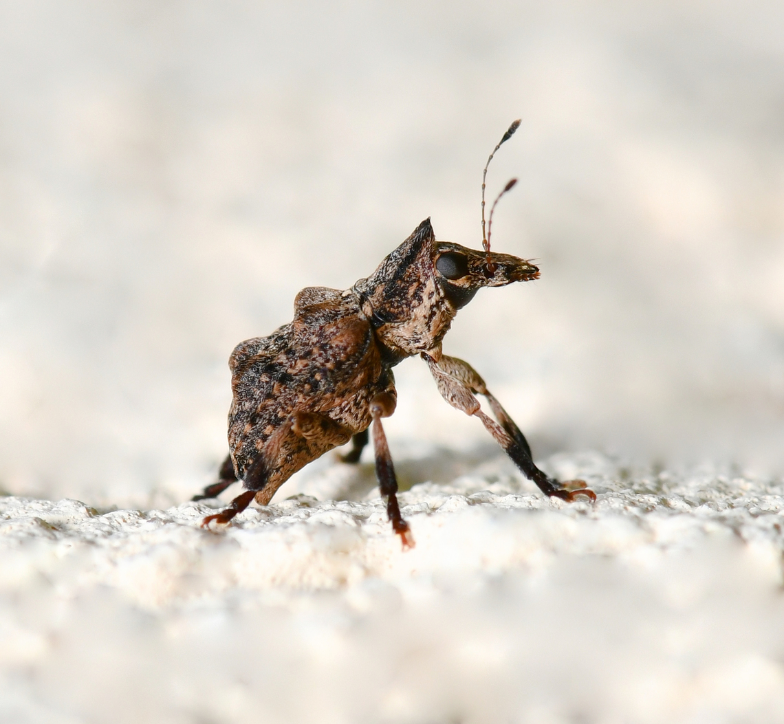 Commista sp. fungus weevil Image has been turned for detail, the weevil was head down on a wall. <br />
<br />
Feeding upon fungi or decaying plant matter. The larvae feed within dead wood.<br />
<br />
5 mm body length.<br />
<br />
 Anthribidae,Australia,Coleoptera,Commista,Geotagged,Spring,arthropod,fungus weevil,insect,invertebrate,new south wales,weevil
