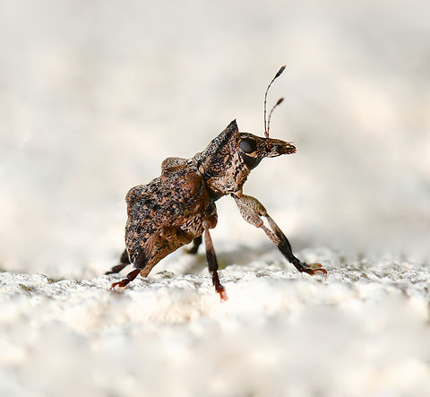 Commista sp. fungus weevil Image has been turned for detail, the weevil was head down on a wall. 

Feeding upon fungi or decaying plant matter. The larvae feed within dead wood.

5 mm body length.

 Anthribidae,Australia,Coleoptera,Commista,Geotagged,Spring,arthropod,fungus weevil,insect,invertebrate,new south wales,weevil