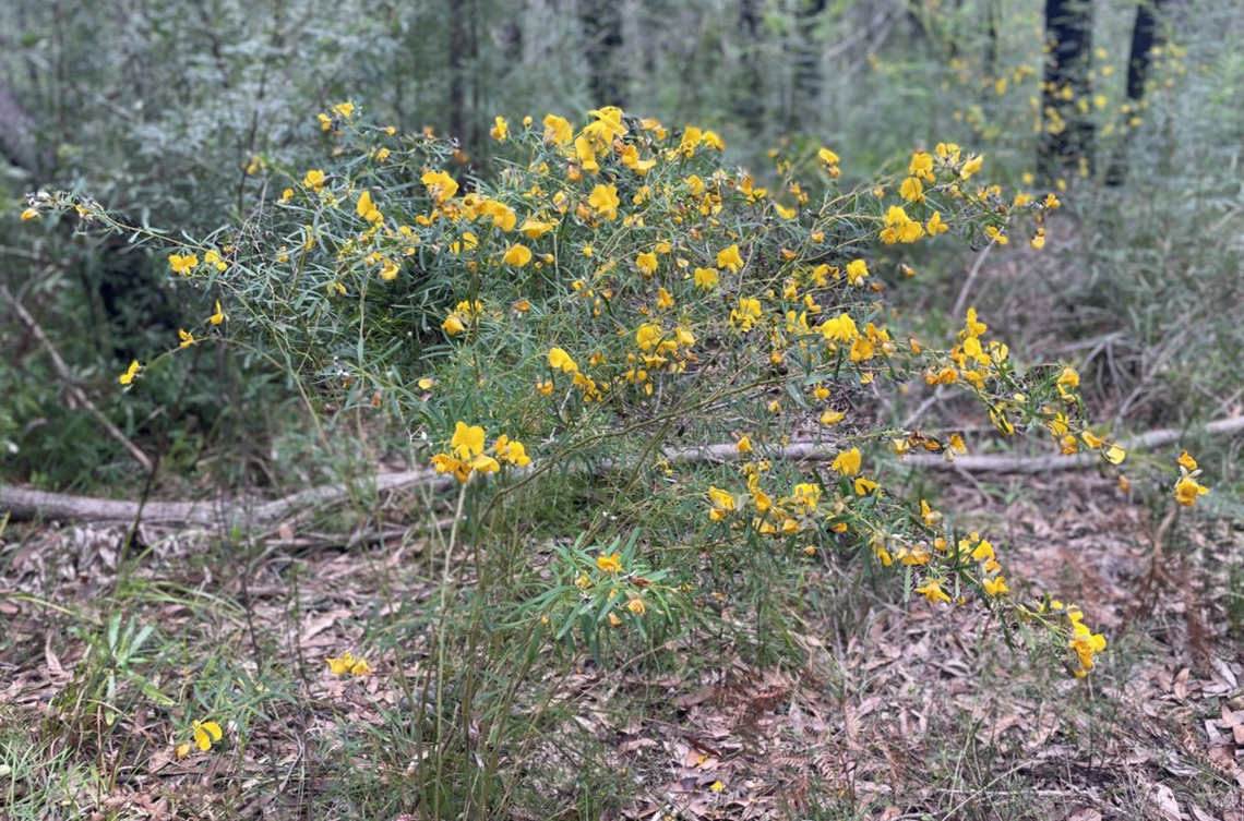 Golden glory pea Growing to 3 m in height, this  shrub is native to the east coast and adjacent ranges, in dry sclerophyll forest with sandy soil. <br />
<br />
 Australia,Fabaceae,Fabales,Flora,Geotagged,Golden glory pea,Gompholobium latifolium,botany,broad-leaved wedge-pea,golden glory pea,new south wales,spring,yellow flowers