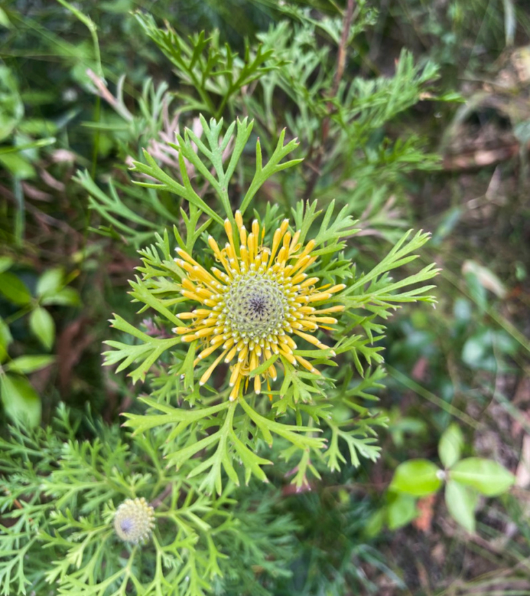 Isopogon anemonifolius Commonly known as broad-leaved drumsticks, this is a shrub endemic to coastal New South Wales, up to the border of Queensland. Favoured habitat is low-nutrient sandstone soils in heathland and dry sclerophyll woodland and forest.<br />
<br />
Growing to 2 m. <br />
 Australia,Broad-leaved drumsticks,Flora,Geotagged,Isopogon anemonifolius,Proteaceae,Proteales,Spring,botany,broad-leaved drumsticks,new south wales,yellow flowers
