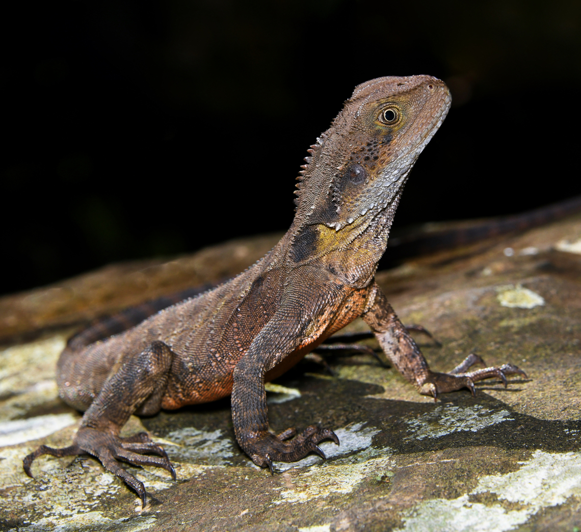 Vigilant Australian water dragon When walking through forest in Ulladulla, my path crossed with a little eastern water dragon, always alert, ever vigilant. <br />
<br />
Around 30 cm in length, head to tail tip.  Agamidae,Australia,Australian water dragon,Eastern water dragon,Fauna,Geotagged,Intellagama lesueurii,Spring,Squamata,new south wales,reptile,vertebrate