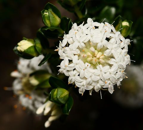 Australian rice flower Pimelea ferruginea is an Australian native, found in coastal areas in the south-west of the country, in sandy and rocky soils. 

This is a low, densely growing shrub which rarely exceeds 1 m in height by 1 to 2 m in width. The small flowers seen here, occur in clusters at the ends of the branches. In this image, the flowers within the centre of the cluster have still to open. The cluster is 30 mm diameter, each individual flower is tiny. 

This is variety 'white sparkle'. 
 Australia,Flora,Geotagged,Macro,Malvales,Pimelea ferruginea,Spring,Thymelaeaceae,botany,new south wales,white flowers