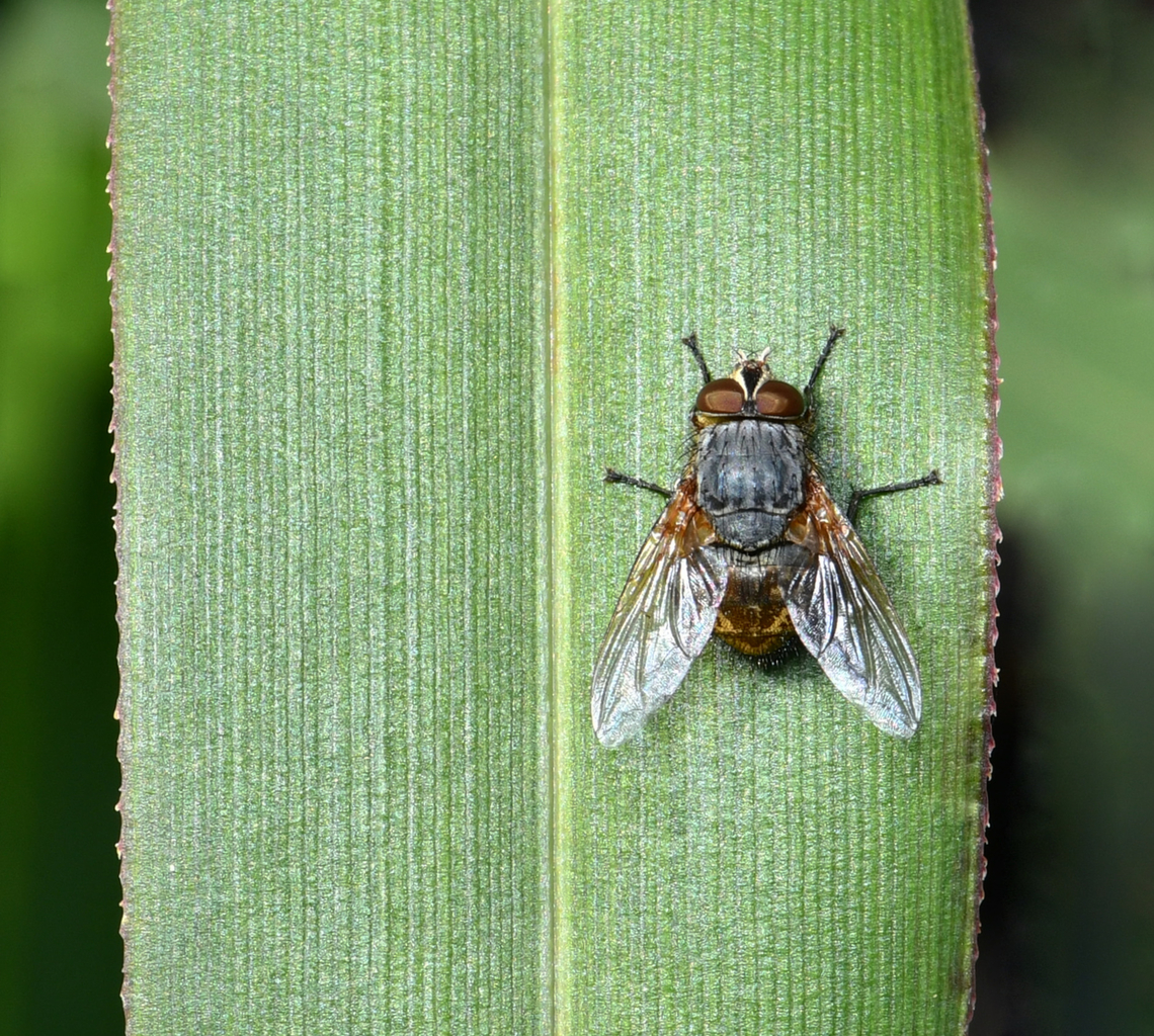 Calliphora sp. blow fly I learned that the highest diversity of Calliphora species is here in Australia. <br />
<br />
10 mm length Australia,Calliphora,Calliphoridae,Diptera,Geotagged,Spring,arthropod,blow fly,carrion fly,fauna,insect,invertebrate,macro,new south wales
