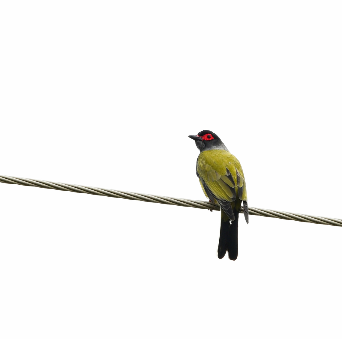 Green figbird As the common name suggests, these birds predominantly eat figs, and also a wide variety of other fruits. <br />
<br />
This is a male and specifically, the east coast subspecies Sphecotheres vieilloti vielloti.<br />
<br />
I love their squeaking and peeping song: <section class="video"><iframe width="448" height="282" src="https://www.youtube-nocookie.com/embed/RWQtQ_r4HIU?hd=1&autoplay=0&rel=0" frameborder="0" allowfullscreen></iframe></section> Australasian Figbird,Australia,Aves,Fauna,Geotagged,Green figbird,Grey-breasted figbird,Oriolidae,Passeriformes,Sphecotheres vieilloti,Spring,Vertebrate,new south wales