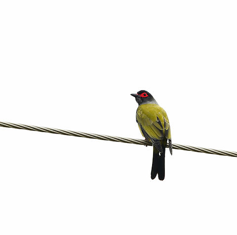 Green figbird As the common name suggests, these birds predominantly eat figs, and also a wide variety of other fruits. 

This is a male and specifically, the east coast subspecies Sphecotheres vieilloti vielloti.

I love their squeaking and peeping song: https://www.youtube.com/watch?v=RWQtQ_r4HIU Australasian Figbird,Australia,Aves,Fauna,Geotagged,Green figbird,Grey-breasted figbird,Oriolidae,Passeriformes,Sphecotheres vieilloti,Spring,Vertebrate,new south wales