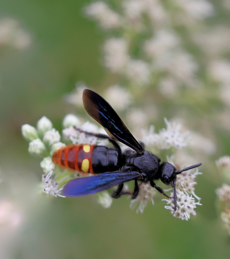 Two-spotted Scoliid wasp 25 mm body length.  Blue-winged Wasp,Geotagged,Hymenoptera,Scolia dubia,Scoliidae,Summer,United States,arthropod,blue-winged Scoliid wasp,fauna,insect,invertebrate,macro,pennsylvania,two-spotted Scoliid wasp