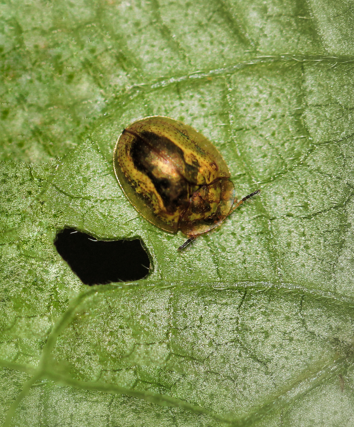Golden tortoise beetle Lovely to come upon this little nugget of gold. <br />
<br />
7 mm length. Charidotella sexpunctata,Chrysomelidae,Coleoptera,Fauna,Geotagged,Golden Tortoise Beetle,Summer,United States,arthropod,insect,invertebrate,leaf beetle,macro,pennsylvania