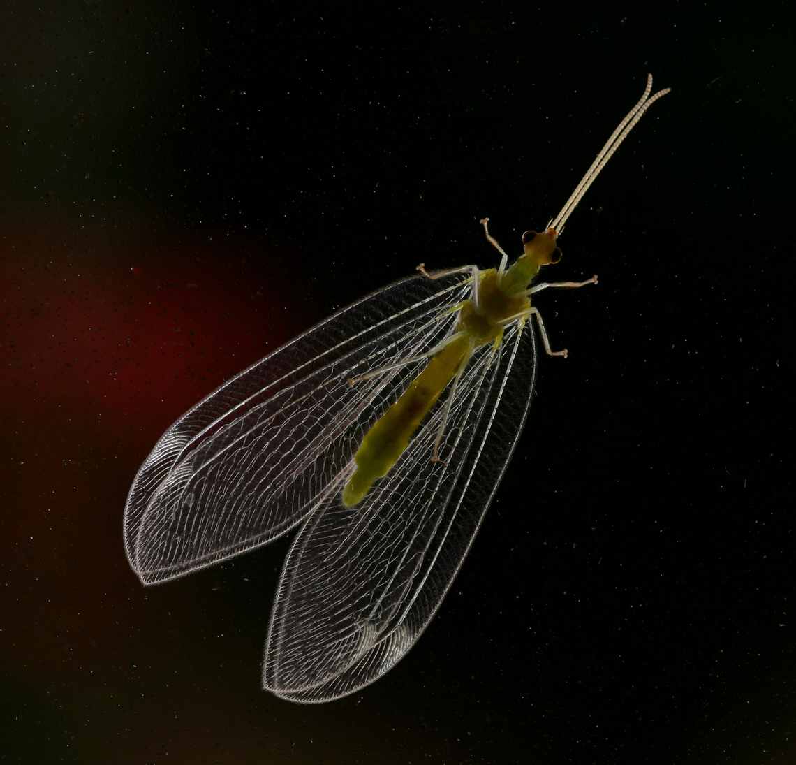 Ventral view split-footed lacewing Seen on my house window. Just the one ventral shot before it flew away. <br />
<br />
Genus Osmylops within family Nymphidae, the split-footed lacewings. There are currently 35 recognised species native to Australia and New Guinea.<br />
<br />
15 mm body length Australia,Fauna,Geotagged,Neuroptera,Osmylops,Spring,arthropod,insect,invertebrate,macro,new south wales,split-footed lacewing