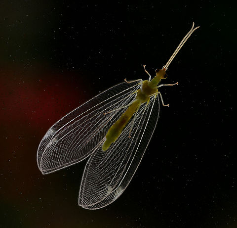 Ventral view split-footed lacewing Seen on my house window. Just the one ventral shot before it flew away. 

Genus Osmylops within family Nymphidae, the split-footed lacewings. There are currently 35 recognised species native to Australia and New Guinea.

15 mm body length Australia,Fauna,Geotagged,Neuroptera,Osmylops,Spring,arthropod,insect,invertebrate,macro,new south wales,split-footed lacewing